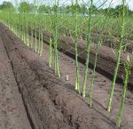 مارچوبه سرو ایران