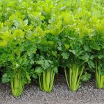 کرفس سرو ایران