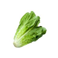 کاهو سرو ایران