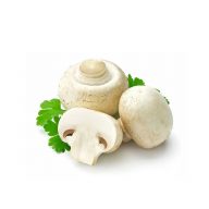 قارچ سرو ایران