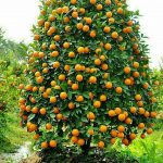 پرتقال سرو ایران