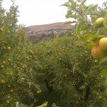 سیب سرو ایران