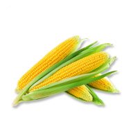 ذرت سرو ایران