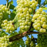 انگور عسگری سرو ایران