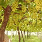 انگور عسگری سرو ایران