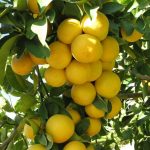 لیمو شیرین سرو ایران