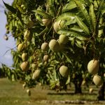 انبه سرو ایران