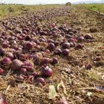 پیاز قرمز - Image 5