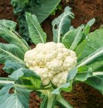 گل کلم سرو ایران