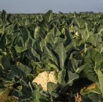 گل کلم سرو ایران