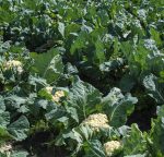 گل کلم سرو ایران