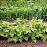 لوبیا سبز سرو ایران