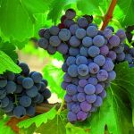 انگور یاقوتی سرو ایران