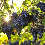 انگور یاقوتی سرو ایران