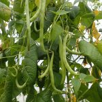 لوبیا سبز سرو ایران