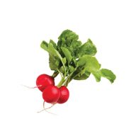 تربچه سرو ایران