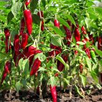 فلفل قرمز تند سرو ایران