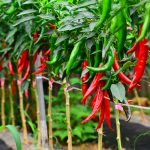 فلفل قرمز تند سرو ایران