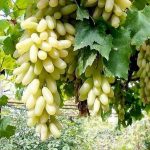 انگور ریش بابا - Image 2
