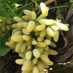 انگور ریش بابا - Image 3