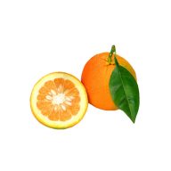 نارنج سرو ایران