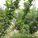 گوجه سبز سرو ایران