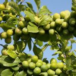 گوجه سبز سرو ایران