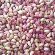 پسته سروایران