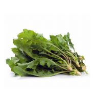 شاهی سرو ایران