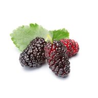 شاتوت سرو ایران