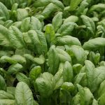 اسفناج سرو ایران