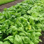 اسفناج سرو ایران