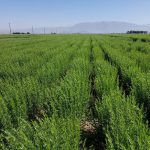 ترخون سرو ایران