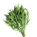 ترخون سرو ایران